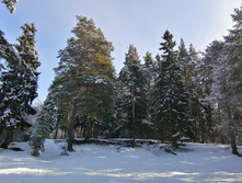 IMG 20200301 122520.jpg