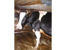 ����,�� ����.