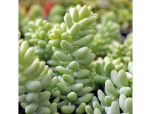����� ������� (Sedum morganianum) - 400 ���.