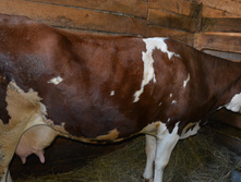 ������ ��������