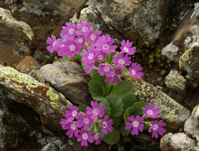 Primula Hirsuta.jpg