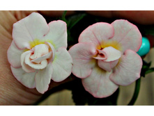 Guadelupe - 350 ���.