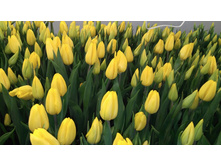 IMG-efe3d38b6cc7445de13ace2e297ec685-V.jpg