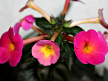 Cherry Flow - 120 ���.