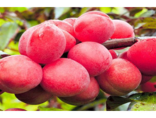 ����� ���� ����������� ������� �4 �7