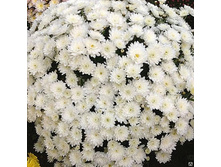 ���������� Daybreak Pure White No 12