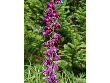 ������� ԣ���-�������̆.jpg