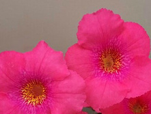 Polly Tan - 200 ���.