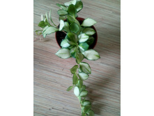 ���� heuschkeliana variegated.