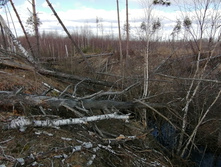 IMG 20200322 102634.jpg