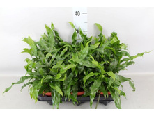 ���������� (Microsorum Diversifolium)