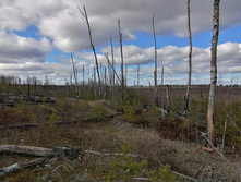 IMG 20200321 112943.jpg