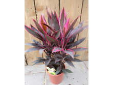 ��������� ���� �����