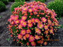 ���������� daybreak appleblossom No 13