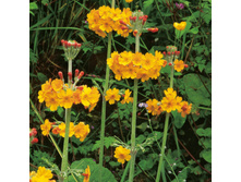 ������ ������.jpg