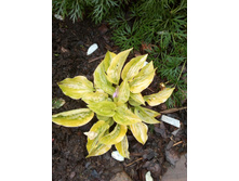 Silver Threads and Golden Needles 350� ���� 1��.