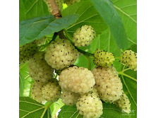 ��������� ����� ����� ������� �2-482�