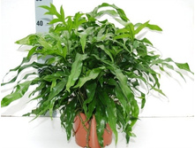 ���������� (Microsorum Diversifolium) - 400 ���.