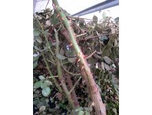 IMG 20200303 115205.jpg