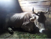 ������ ����,������� ������