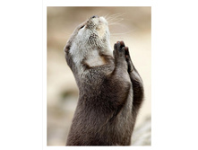 Screenshot 20200319 034444.jpg