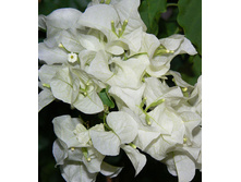 ����������� Seafoam - 250 ���.