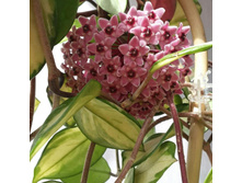 ���� ������� �������� ( Hoya CARNOSA TRICOLOR)