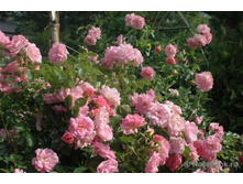 ���� ��������(�)