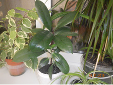 DSCN4036.JPG
