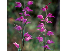 �������������� �������.jpg