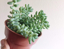 ����� ������� (Sedum morganianum) - 400 ���.
