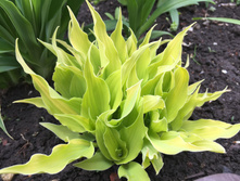 �����  Hosta Marrakech,350�. ���� 1��.