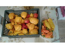 ������ �� ������ - ������� ���������� �����