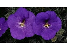 Blue Bird - 180 ���.