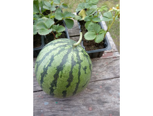 IMG 20190907 124514.jpg