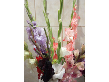 IMG 20190923 131129.jpg