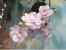 Rob's Vanila Trail (R. Robinson) ��������.jpg