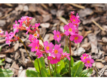 ������� �������.jpg