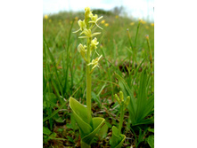 ������ �����.jpg