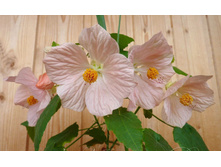 �������� ���� - 250 ���.