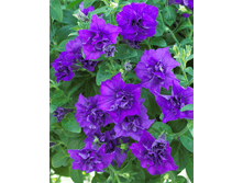 �������� Double Blue Star-45�.png