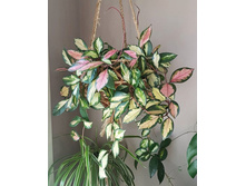 ���� ������� �������� ( Hoya CARNOSA TRICOLOR) - 550 ��� .