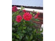 IMG 20190902 050728.jpg