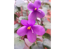 Pixie Blue (L. Lyon) �������� ������� ��������.jpg