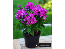 ����� ������� ������, 200���. (������� 6��)