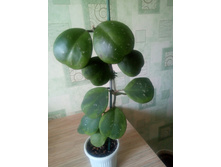 �bovata Albo.