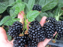 237,5���, ������� ������/����, � ������� 1��.jpg