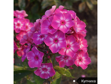 ����� �������, 200���. (������� 6��)