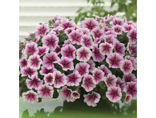 ����� ��������� ��� 160 �