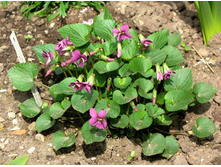 ������ ����������� ����� 120 �